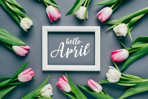 Top view of tulips around white frame on grey surface, hello April illustration — Stock Photo