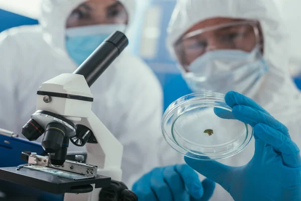 Selective focus of two biochemists looking at petri dish with biomaterial near microscope — Stock Photo