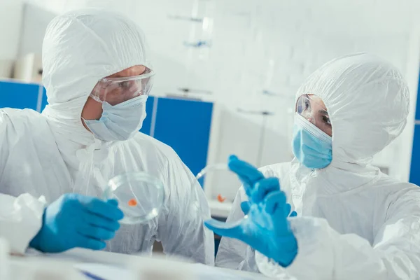 Dos bioquímicos sosteniendo placas de Petri con biomaterial en laboratorio - foto de stock