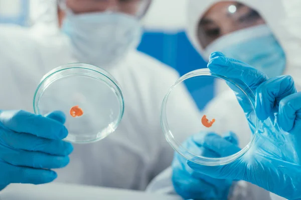 Enfoque selectivo de dos bioquímicos que sostienen placas de Petri con biomaterial - foto de stock