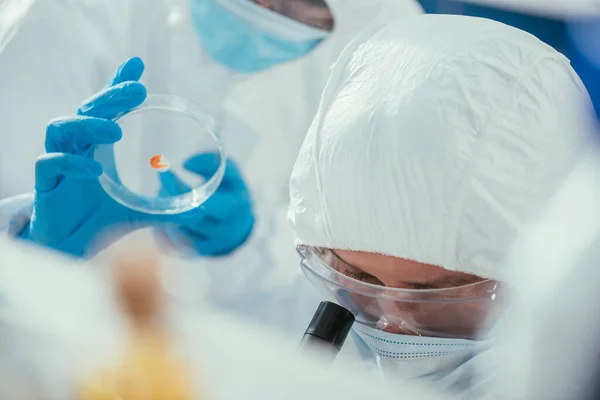 Selective focus of biochemist holding petri dish near colleague looking through microscope — Stock Photo