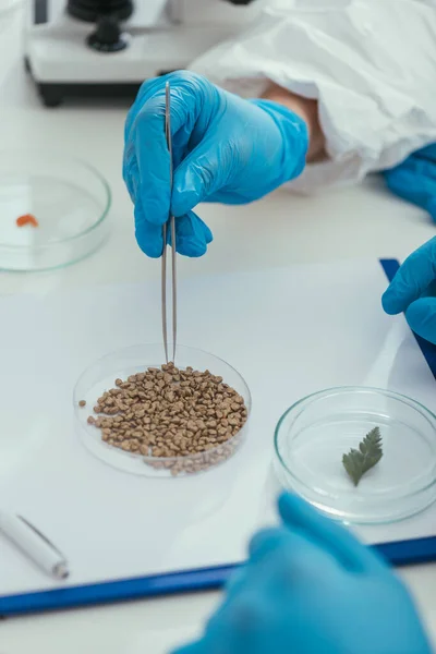 Vue recadrée du biochimiste prenant la feuille verte de la boîte de Pétri avec une pince à épiler — Photo de stock