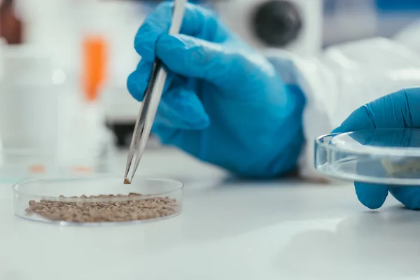 Cropped view of biochemist taking small stone from petri dish with tweezers — Stock Photo