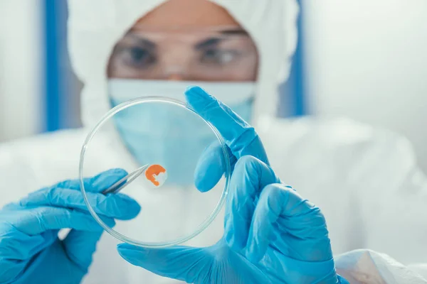 Enfoque selectivo del bioquímico tomando biomaterial de placas de Petri con pinzas — Stock Photo