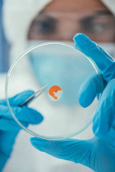 Vista de perto da placa de Petri com biomaterial nas mãos do bioquímico — Fotografia de Stock