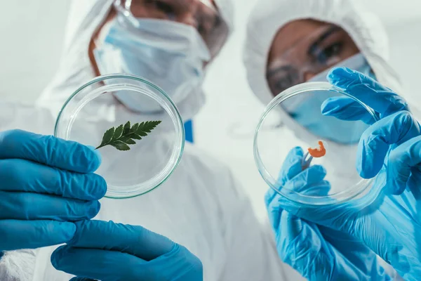 Low angle view of biochemists holding petri dishes with green leaf and biomaterial — Stock Photo