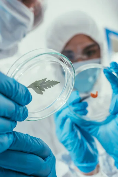 Enfoque selectivo de los bioquímicos que sostienen placas de Petri con hoja verde y biomaterial — Stock Photo