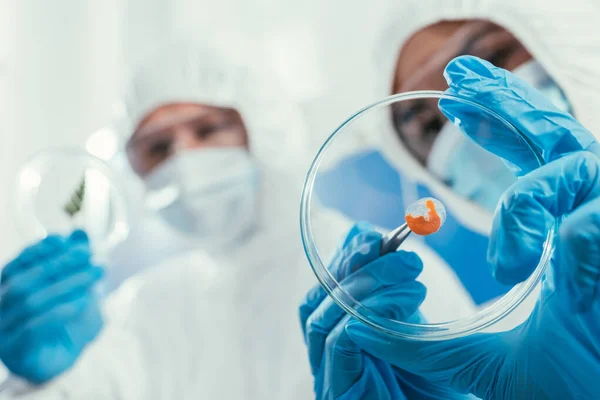 Foco seletivo do bioquímico tomando biomaterial de pertri prato perto colega — Fotografia de Stock