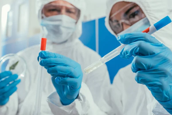 Enfoque selectivo de los bioquímicos que sostienen tubos de ensayo y placas de Petri - foto de stock