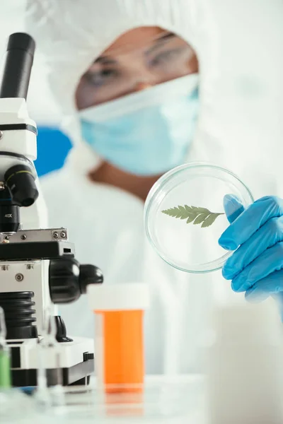 Selektiver Fokus des Biochemikers, der Petrischale mit grünem Blatt in der Nähe des Mikroskops hält — Stockfoto
