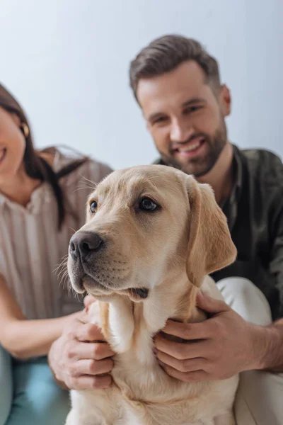 Foco seletivo de casal sorridente petting golden retriever isolado em cinza — Fotografia de Stock