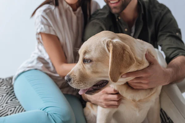 Selective focus of couple hugging golden retriever isolated on grey — Stock Photo