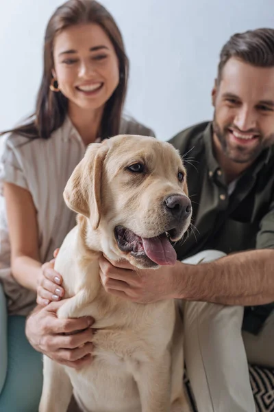 Foco seletivo de golden retriever sentado perto de casal sorridente isolado em cinza — Fotografia de Stock