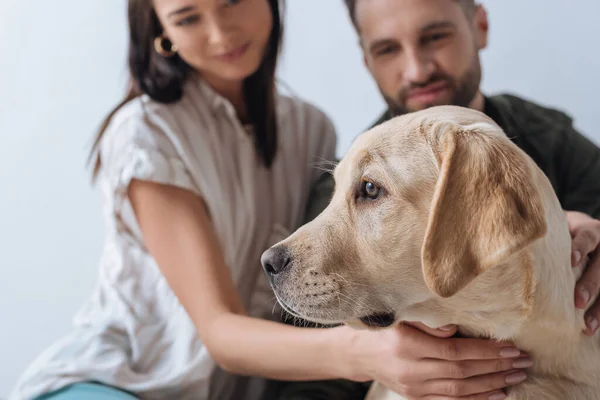 Selective focus of golden retriever near young couple isolated on grey — Stock Photo