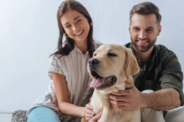 Selective focus of golden retriever sticking out tongue near smiling couple on grey background — Stock Photo