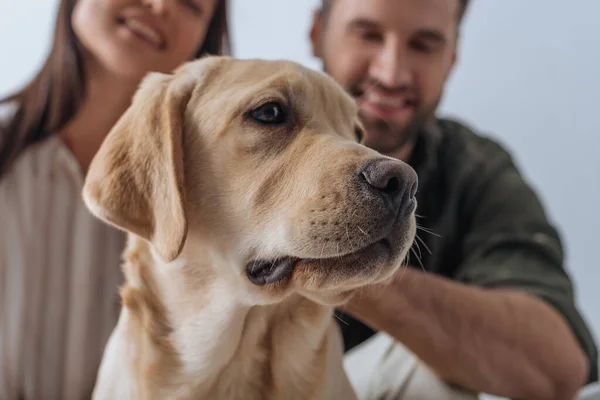 Enfoque selectivo de golden retriever mirando hacia otro lado cerca de pareja feliz aislado en gris - foto de stock