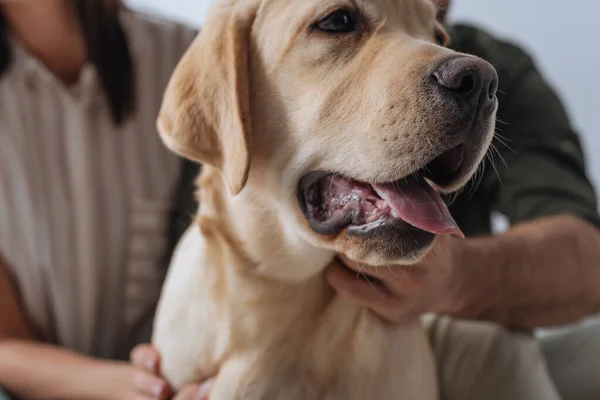 Selective focus of golden retriever near couple isolated on grey — Stock Photo