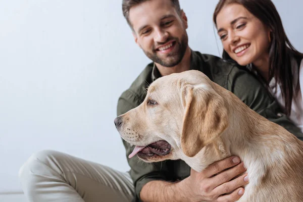 Selective focus of golden retriever sitting near smiling young couple on grey background — Stock Photo