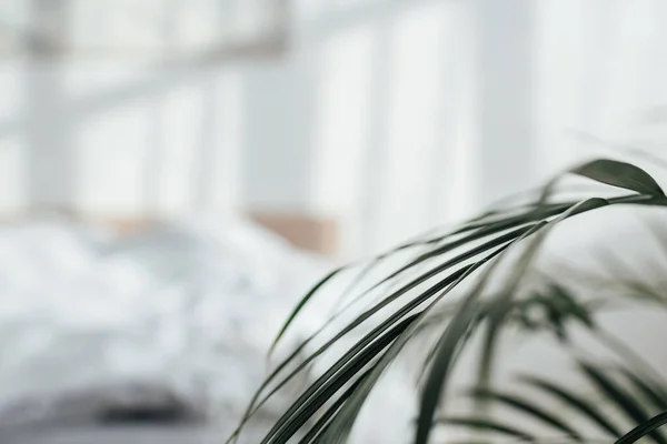 Selective focus of green leaves in bedroom — Stock Photo