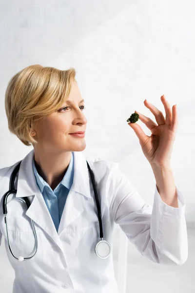 Mature doctor looking at dried marijuana in clinic — Stock Photo