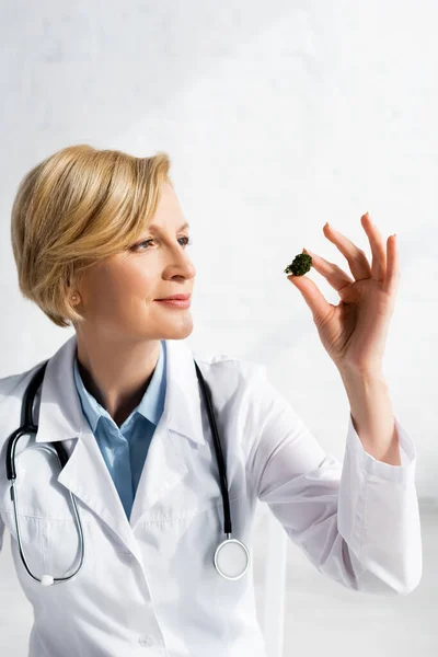 Doctor maduro mirando la marihuana seca en la clínica — Stock Photo