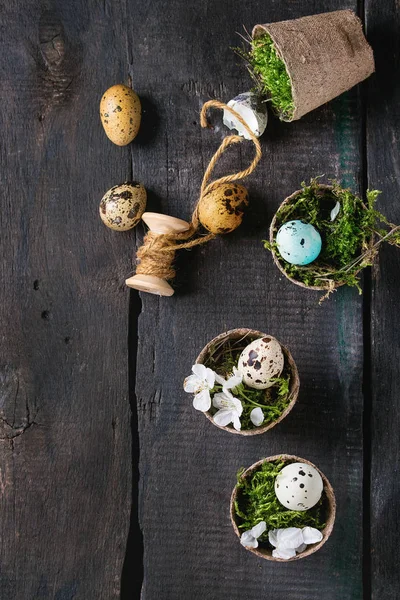 Oeufs de caille de Pâques colorés — Photo