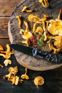 Forrest Cantharellus cibarius mantar