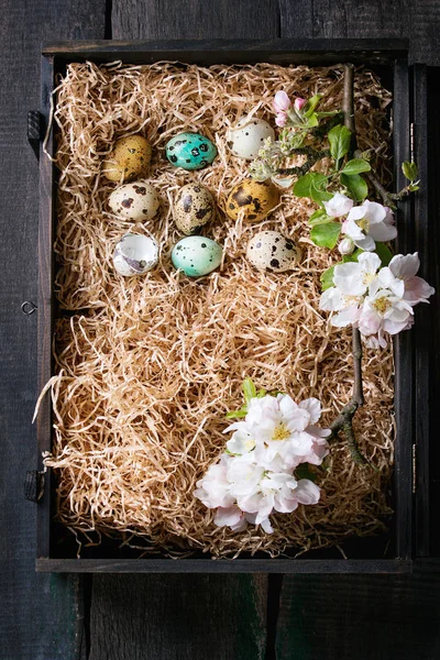 Kleurrijke Pasen kwarteleitjes — Stockfoto