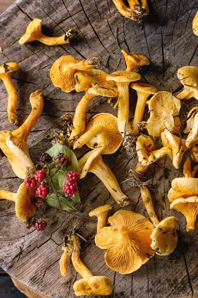 Forrest chanterelle mushrooms — Stock Photo, Image