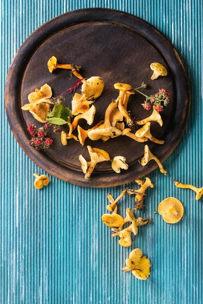 阿甘蘑菇蘑菇 — 图库照片