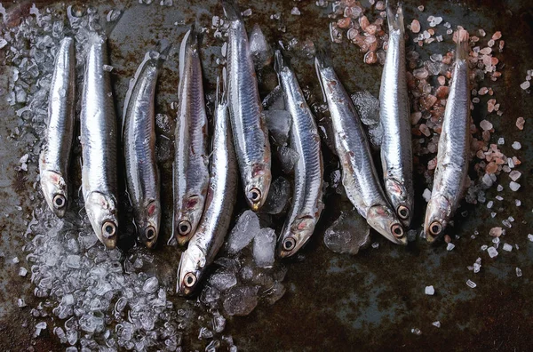 Rohe frische Sardellen Fische — Stockfoto