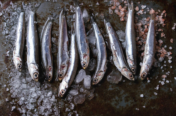 Raw fresh anchovies fishes