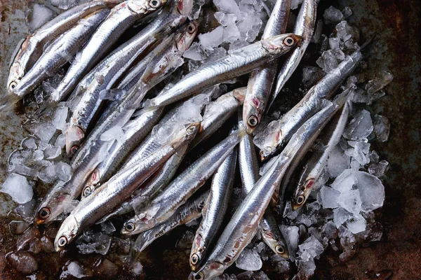 Raw fresh anchovies fishes — Stock Photo, Image