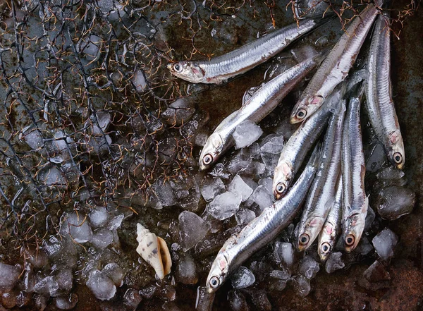 Rohe frische Sardellen Fische — Stockfoto