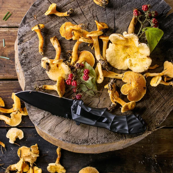 Forrest chanterelle mushrooms — Stock Photo, Image