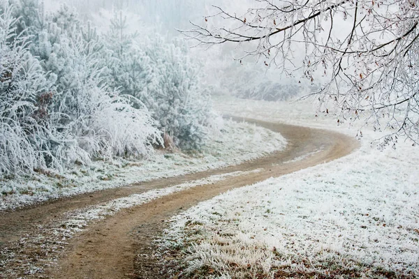 Donmuş kış orman yolu — Stok fotoğraf