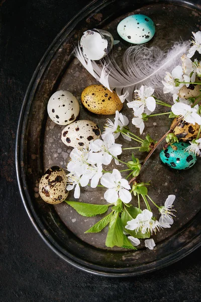 Цветные пасхальные перепелиные яйца Стоковое Фото