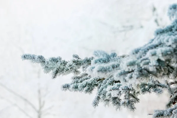 Ramos de árvores congeladas — Fotografia de Stock