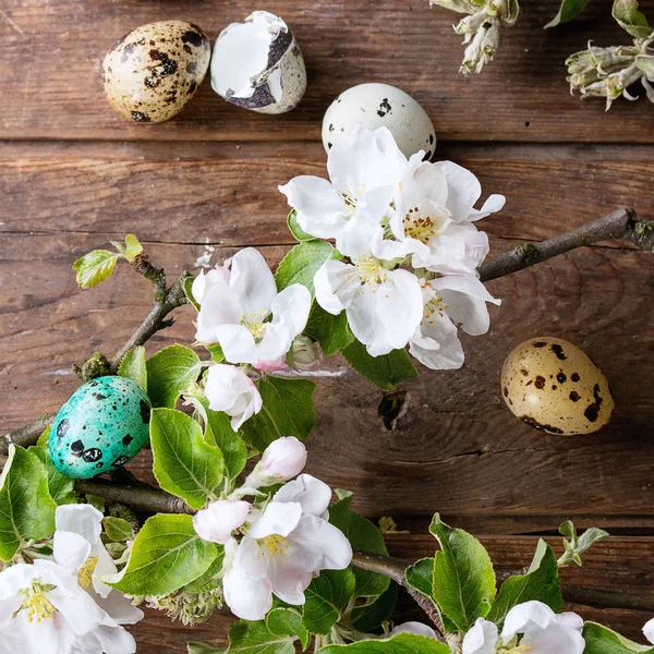 Oeufs de caille de Pâques colorés — Photo