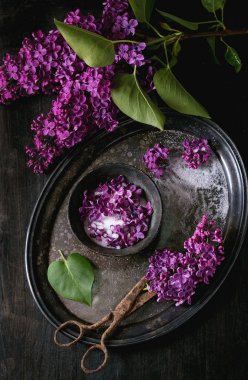 Şeker leylak çiçeği.