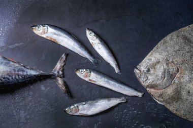 Çiğ taze ton balığı, ringa balığı ve pisi balığı balık