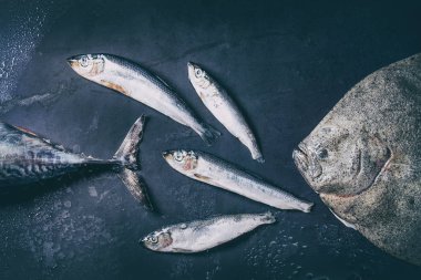 Çiğ taze ton balığı, ringa balığı ve pisi balığı balık