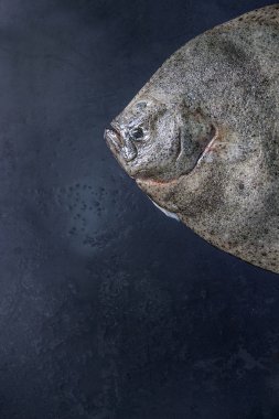 Ham taze ton balığı