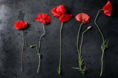 kırmızı gelincik çiçekleri