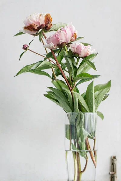 Pembe çiçeği peonies — Stok fotoğraf