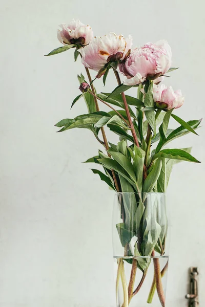 Rózsaszín virág pünkösdi rózsa — Stock Fotó