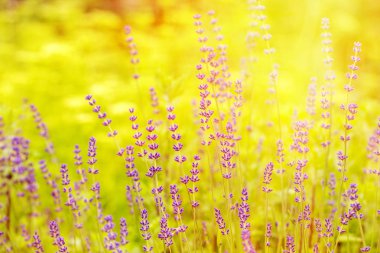 Lavanta çiçeği alan