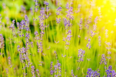 Lavanta çiçeği alan