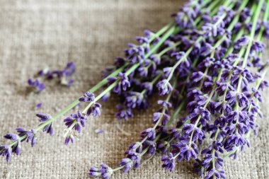 Lavanta çiçek demeti