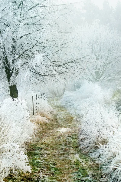 Заморожена зимова лісова стежка — стокове фото